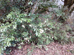 Ilex pedunculosa