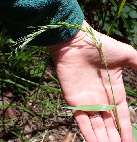 Elymus californicus, photograph 5