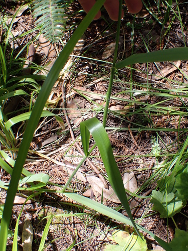 Elymus californicus, photograph 6