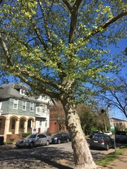 Platanus occidentalis
