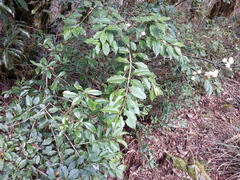 Ilex pedunculosa