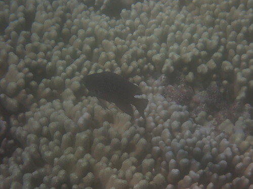 Pomacentrus indicus observed 2026-05-07