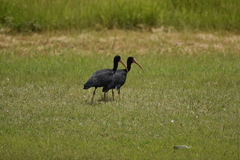 Phimosus infuscatus