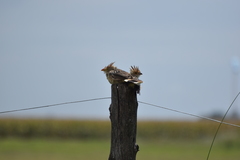 Guira guira