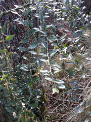 Prinsepia scandens