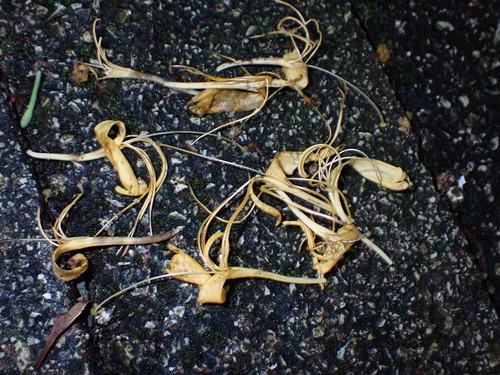 Lonicera hypoglauca iNat (2)