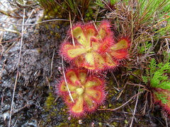 Drosera cuneifolia