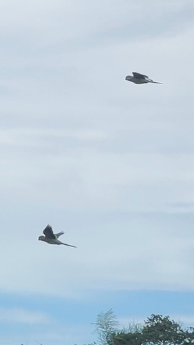 Paraguayan Monk Parakeet