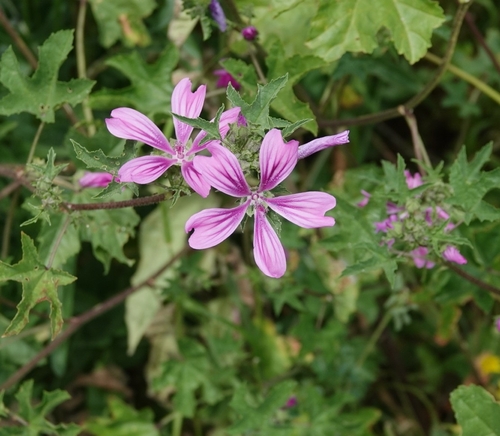 Common Mallow