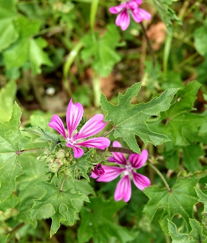 Petit Mauve 4