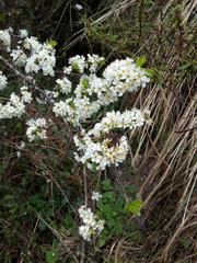 Prunus salicina