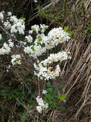 Prunus salicina
