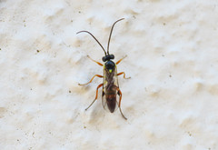 Diplazontinae