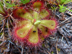 Drosera cuneifolia