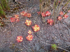 Drosera cuneifolia
