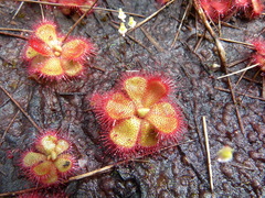 Drosera cuneifolia