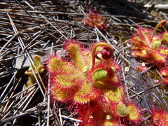 Drosera cuneifolia
