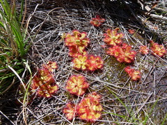 Drosera cuneifolia