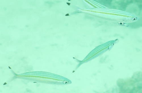 Caesio varilineata observed 2026-05-07