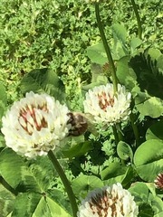 Trifolium repens