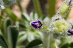 Lupinus shockleyi