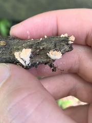 Xylaria flabelliformis