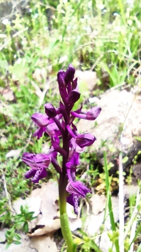 green-winged orchid