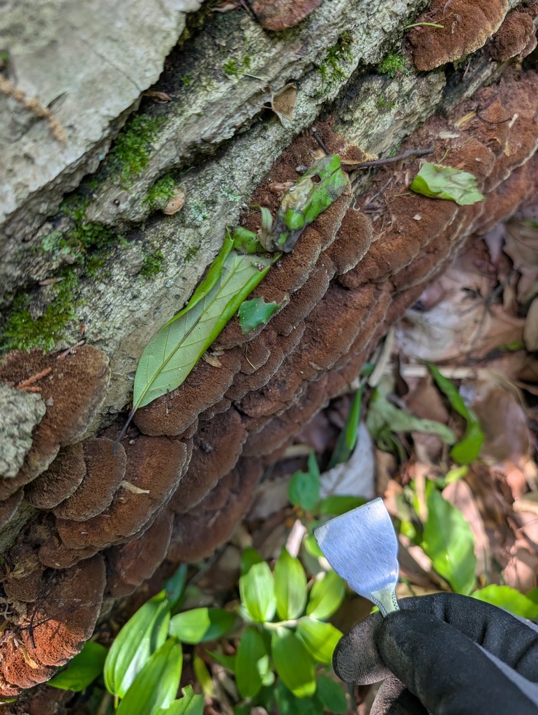 Fuscoporia gilva · May 2026 · photo: © atsushi_nakajima_cirque (iNaturalist, cc-by)