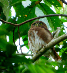 Glaucidium brasilianum