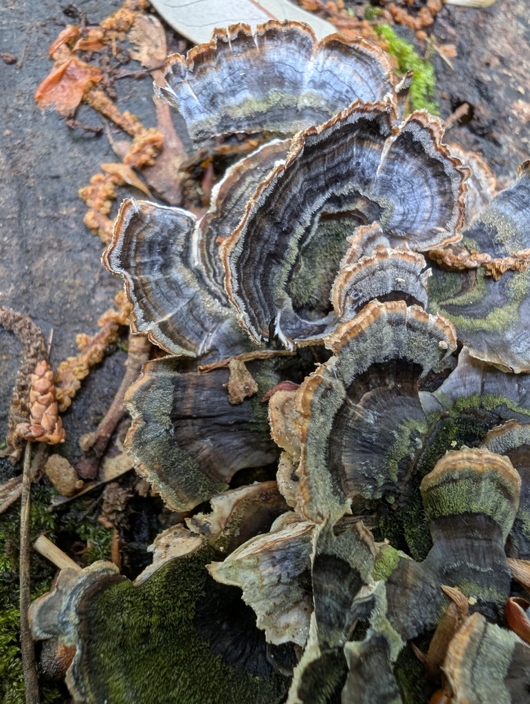 Trametes versicolor · May 2026 · photo: © atsushi_nakajima_cirque (iNaturalist, cc-by)