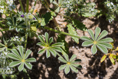 Lupinus shockleyi