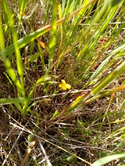 Pseudobahia peirsonii
