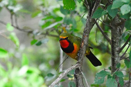 Four-colored Bushshrike
