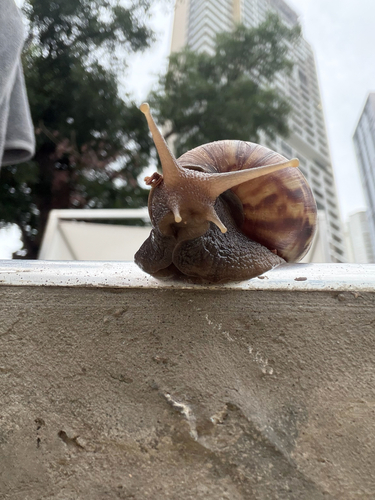 Lissachatina fulica