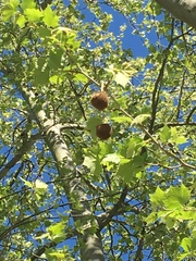 Platanus occidentalis