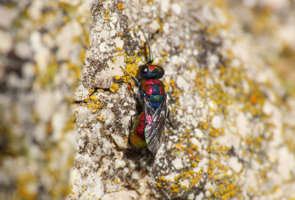Chrysura candens
