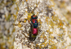 Chrysura candens