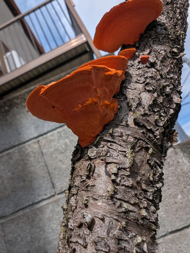 Trametes coccinea · May 2026 · photo: © atsushi_nakajima_cirque (iNaturalist, cc-by)