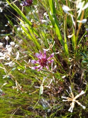 Trifolium willdenovii