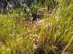 Trifolium willdenovii