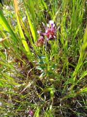 Trifolium willdenovii