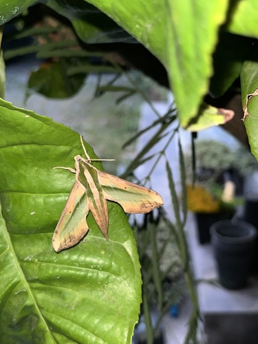 Green Pergesa Hawkmoth