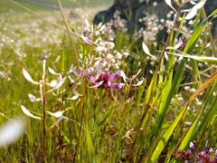 Trifolium willdenovii