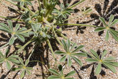 Lupinus shockleyi