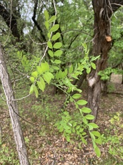 Styphnolobium affine