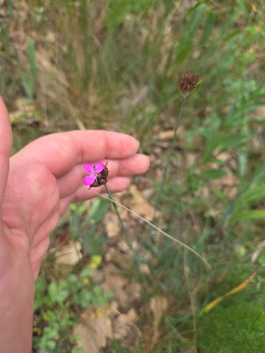 Dianthus giganteiformis, photograph 5