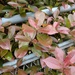 Diplocarpon mespili