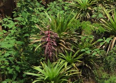 Tillandsia australis