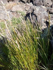 Melica californica