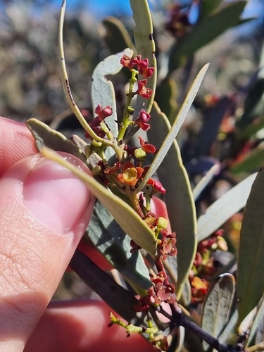 Santalum spicatum